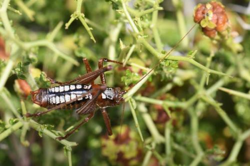 Réf. 232 587 : Poecilimon hamatus